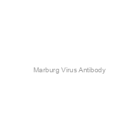 Marburg Virus Antibody